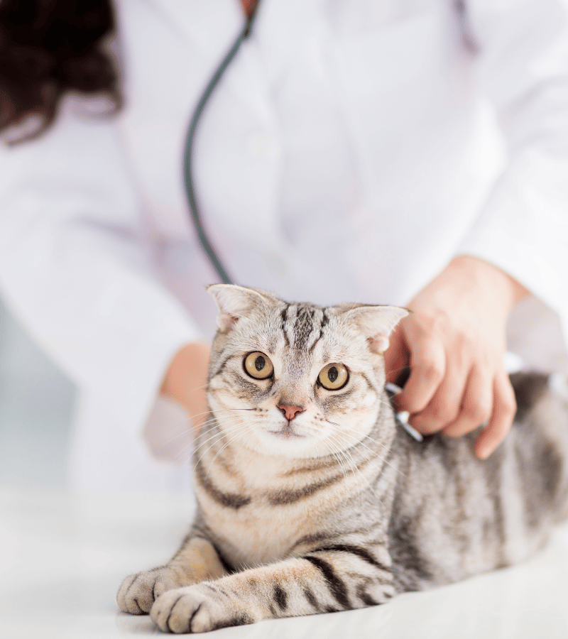 vet checking cat health by stethoscope