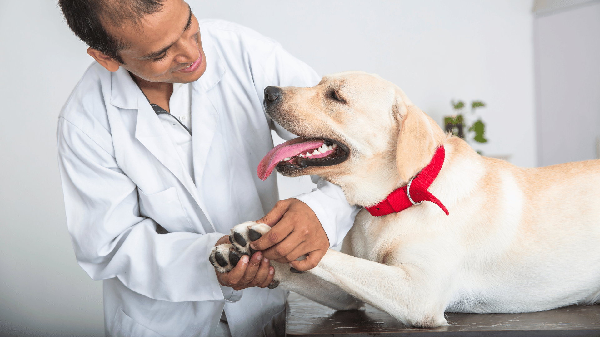 Vet gently pets a dog