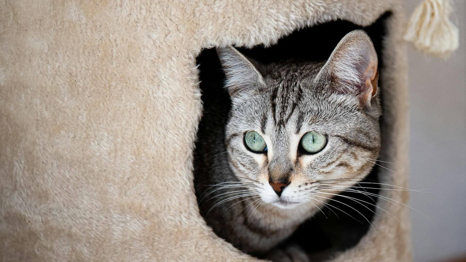 A horse peeking out of a wooden stall