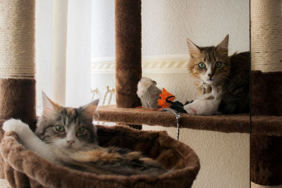 vet checking cat health by stethoscope