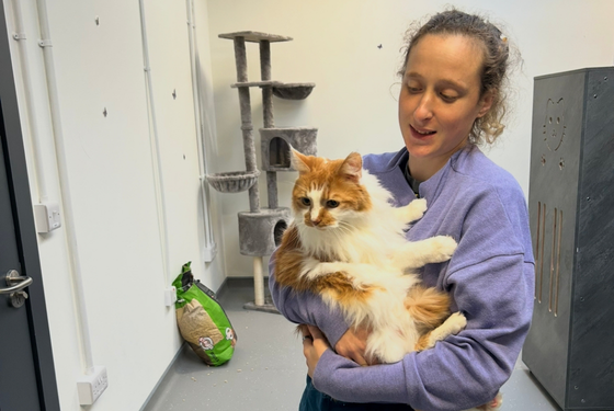vet checking cat health by stethoscope