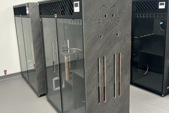 vet checking cat health by stethoscope