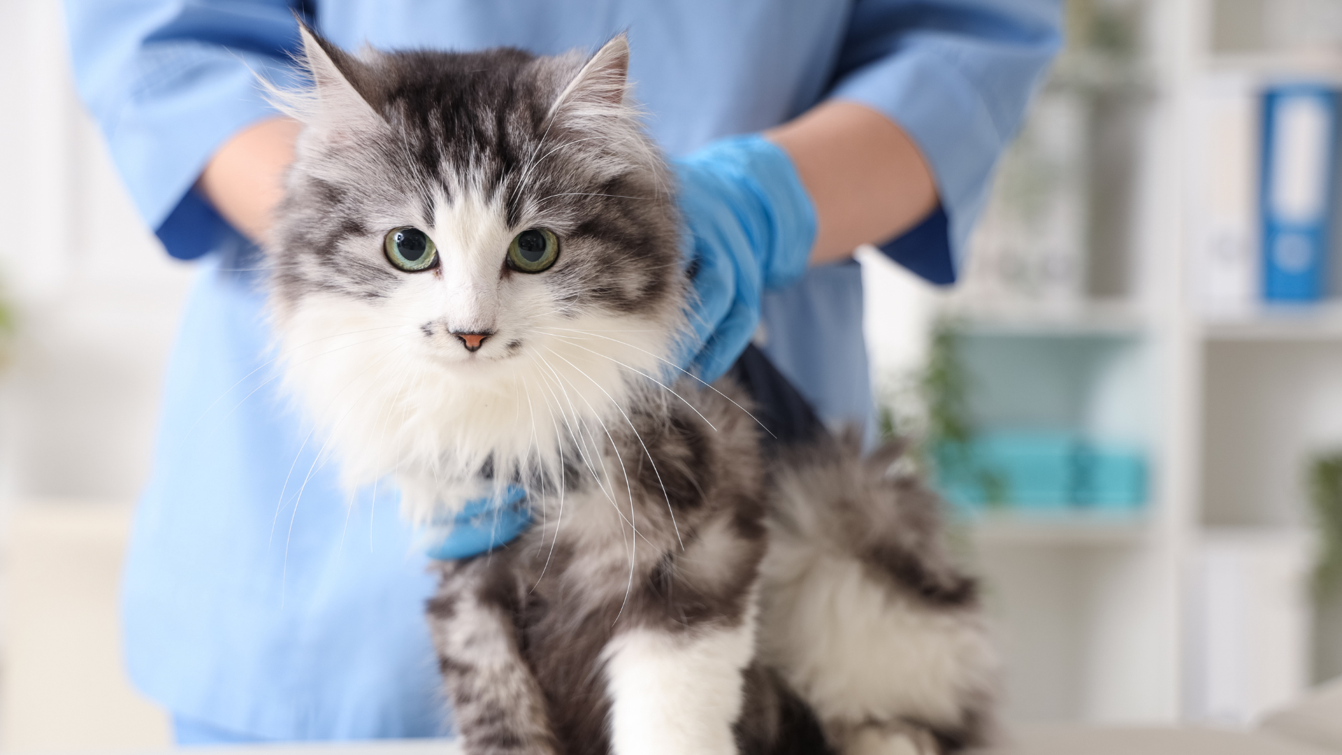 A person gently holding a cat's paw